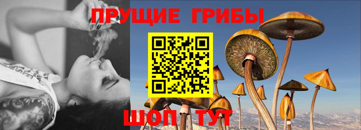 Псилоцибиновые грибы прущие грибы  Псилоцибиновые грибы Cubensis  Вход с VPN  Благодарный 